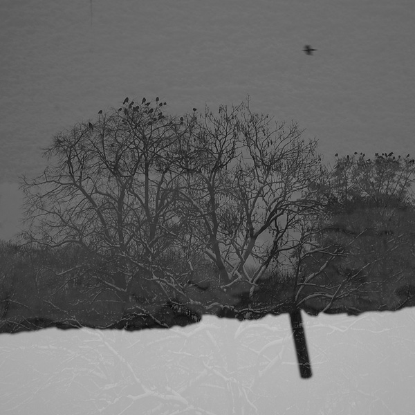 538 :: Winter in the city - file not found (media/photos/600/DoubleExposure_Trees-crows-wall_BC_30122021_R1000405_bw.jpg)