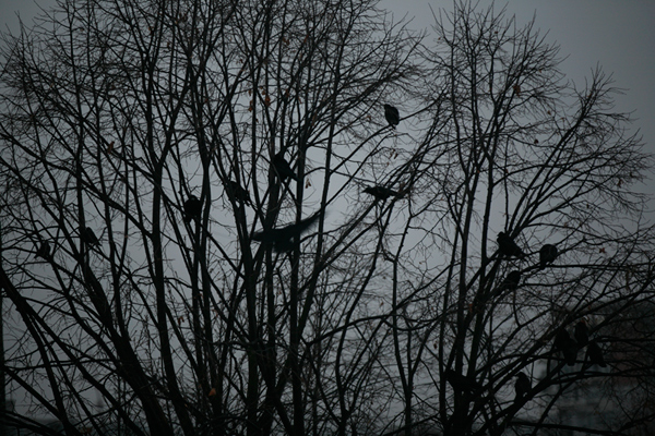 534 :: Ravens - file not found (media/photos/600/FMW_crows-tree-buildings-grey_BC_06122021-0744_C5D_70-200_%40f2.8-30ths-iso400-200mm_3-2_ED_MG_5370.jpg)
