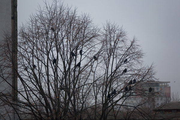 533 :: Ravens