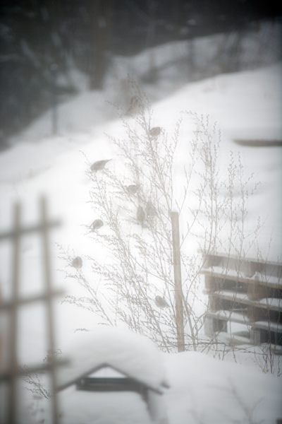 398 :: Other lives - file not found (media/photos/600/Nature_birds-snow-winter_Sucha_12Feb2021-0934_Canon5D_70-200mm_%40f2%278-50ths-200mm-iso200_ED_P_MG_3807.jpg)